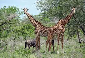 Serengeti Image 4